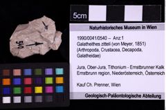 Foto (Objekt + Etiketten) von Galatheithes zitteli (von Meyer, 1851) (NHMW-GEO-1990-0041-0540) 